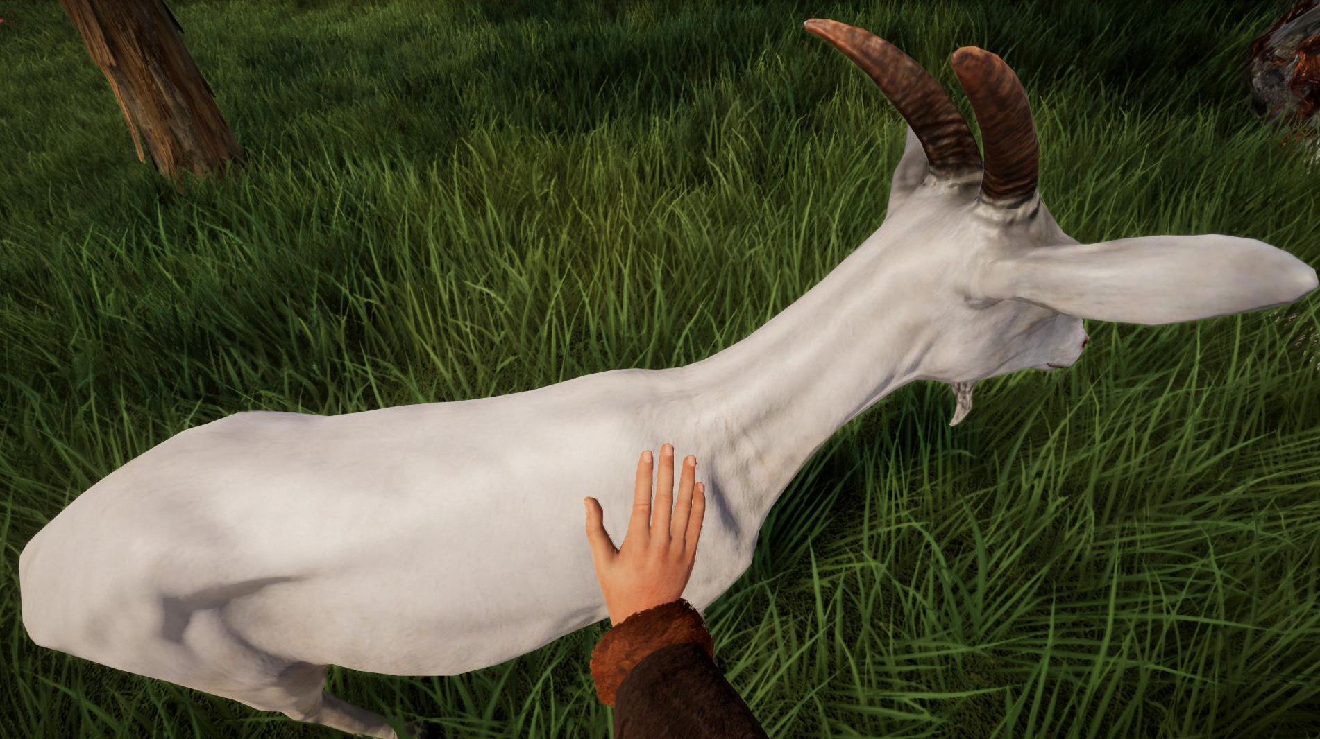 animal-feeding